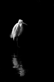 ..::Egret::..